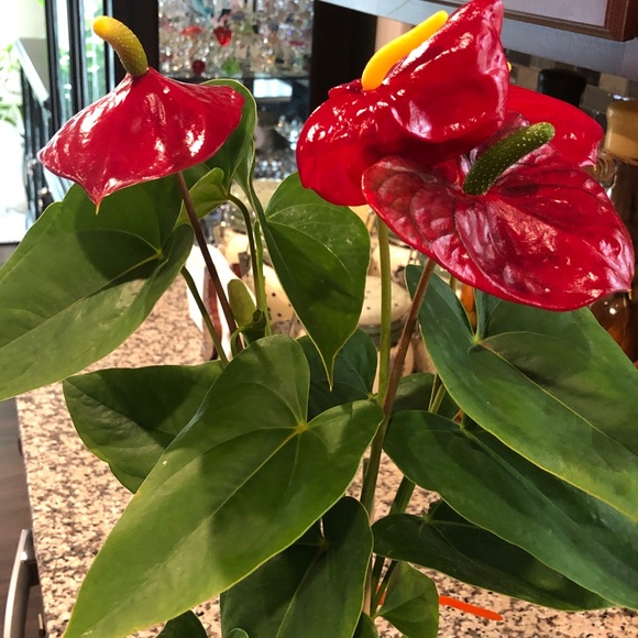 Meet your Posher, Gloria - Picture 6 of 15